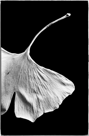 Ginko - photograph - &copy;Lydia Charak-min.jpg