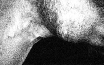 horse body right - photograph - &copy;Lydia-Charakt-min.jpg